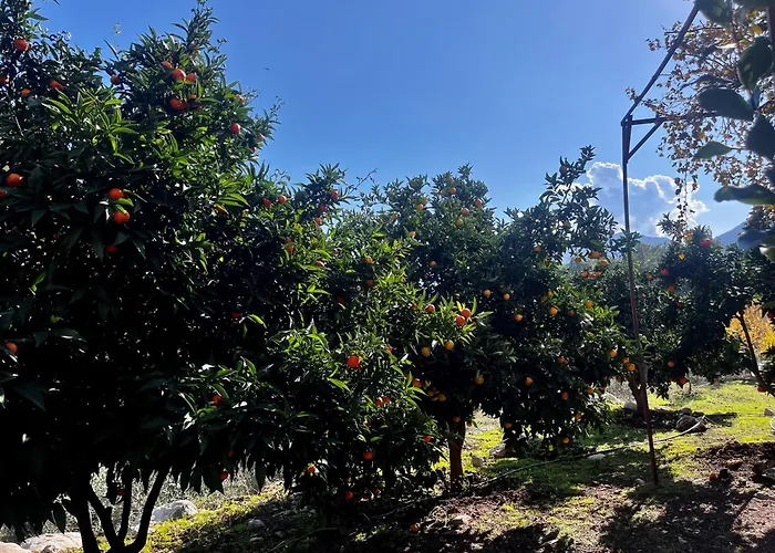 Olympos Orange Village Nature, Sea And